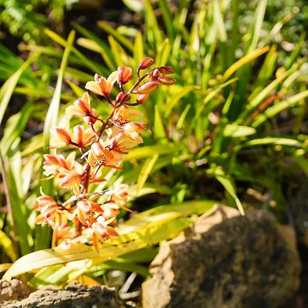 Cliffside Boho فيلة