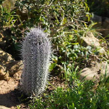 Cliffside Boho فيلة