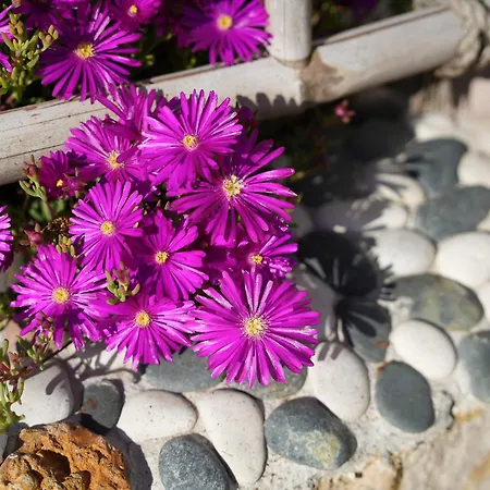 Cliffside Boho فيلة