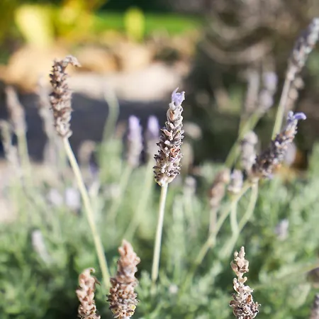 فيلة Cliffside Boho *