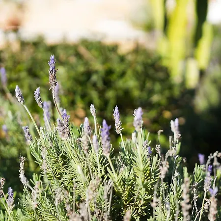 Cliffside Boho * Luz